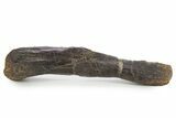 Rare, Dinosaur (Stegosaurus) Radius Bone - Wyoming #342160-2